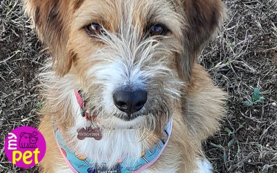 myPET: Η Νάγια υιοθετήθηκε (024)
