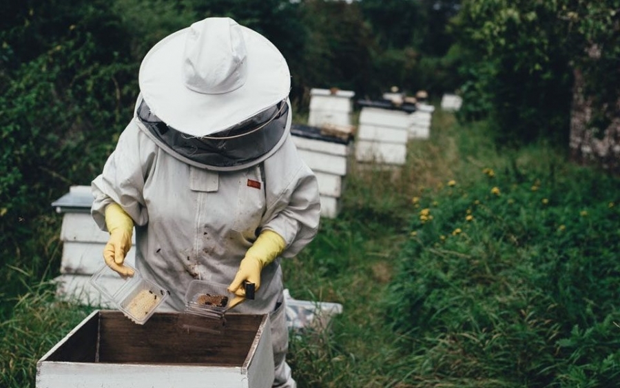 Πρόγραμμα κατάρτισης μελισσοκόμων- Αιτήσεις συμμετοχής