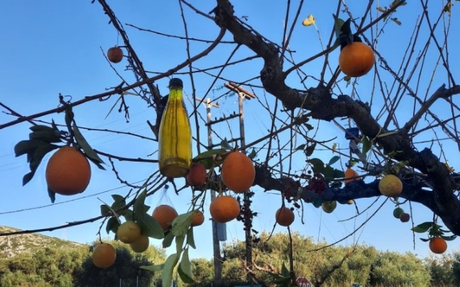 Το Χριστουγεννιάτικο δέντρο της Κατελεισιάνικης γης, της Διονυσίας Μενεγάτου