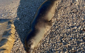 Νεκρή φώκια ξεβράστηκε στην παραλία Αγία Κυριακή (εικόνες)