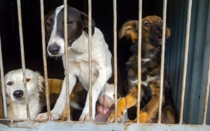 «Μετανάστες» 7.500 σκυλιά και γάτες μέσω Κυλλήνης!