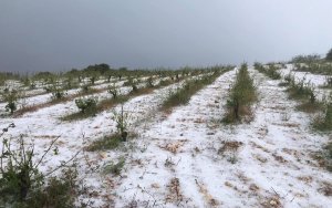 ΕΛΓΑ - ΔΚ Δήμου Αργοστολίου: Πληροφορίες για δήλωση ζημιών από το χαλάζι στην φυτική παραγωγή
