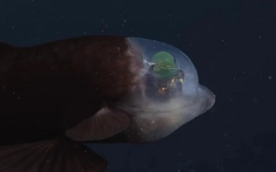 Ο «εξωγήινος» του ωκεανού: Σπάνιο ψάρι με διαφανές κεφάλι εντοπίστηκε στην Καλιφόρνια