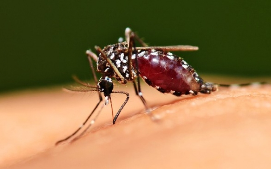 Γιατί τα κουνούπια τσιμπάνε κάποιους και κάποιους άλλους όχι