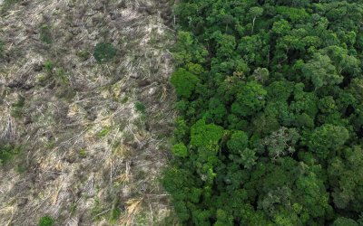 Τροπικό δάσος ίσο με το μέγεθος της Ολλανδίας χάθηκε το 2022