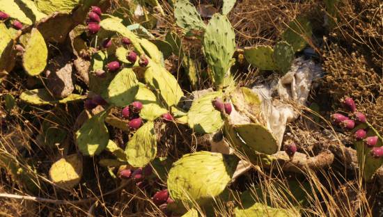 Βγήκαν τα Φραγκόσυκα ή Μπαρμπόσυκα!