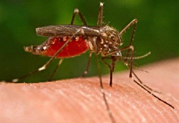 Πρόγραμμα καταπολέμησης κουνουπιών στις Περιφερειακές Ενότητες Κεφαλονιάς και Ιθάκης 4ος κύκλος
