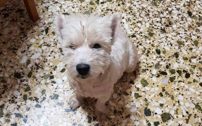 Βρέθηκε γρήγορα ο «Σίμπα», μετά τη δημοσίευση του INKEFALONIA.GR