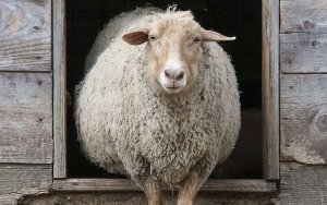 Εύα Φιλιππάτο: "Ευλογιά στην Κεφαλονιά – Αδιαφορία στην Αθήνα"