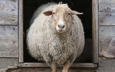 Εύα Φιλιππάτο: "Ευλογιά στην Κεφαλονιά – Αδιαφορία στην Αθήνα"