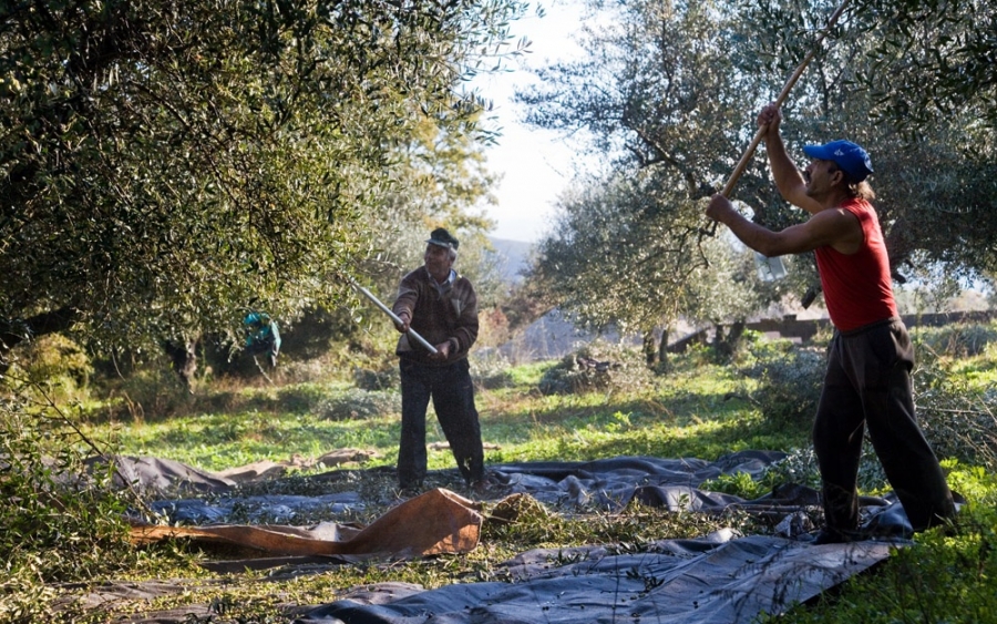 Ελαιουργική Κεφαλονιάς - Ανακοίνωση προς ελαιοπαραγωγούς