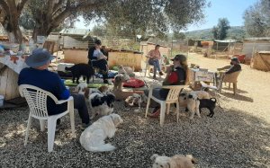 "Aναφορικά με όλα αυτά τα ψεύδη που διαδίδουν οι γνωστοί αυτοπροσδιοριζόμενοι σωτήρες των αδέσποτων ζώων ... ΟΧΙ ,το ΑΡΚ δεν έχει κλείσει…"