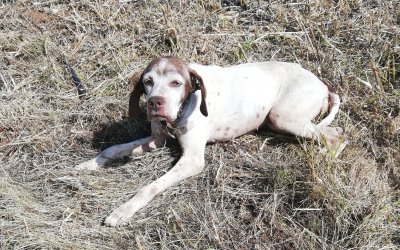 Βρέθηκε σκύλος στα Ραζάτα
