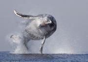 Η φάλαινα που νόμιζε ότι μπορεί να πετάξει! (video)