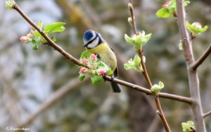 Σε «εαρινή συμφωνία» ο Κάμπος του Αγίου (εικόνες)