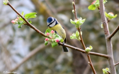 Σε «εαρινή συμφωνία» ο Κάμπος του Αγίου (εικόνες)
