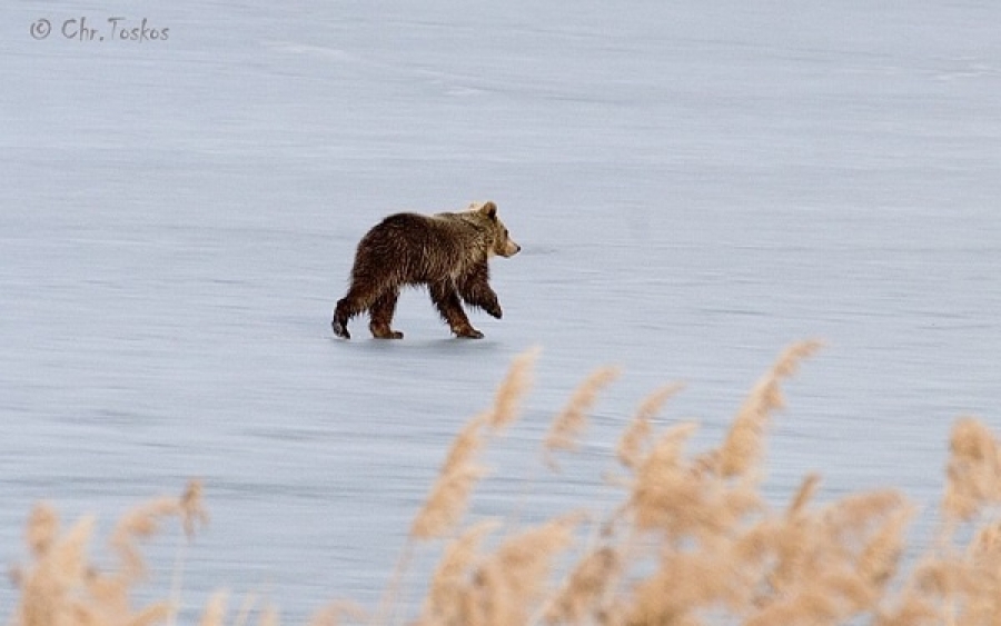 Αρκουδάκι κάνει βόλτα στην παγωμένη λίμνη της Καστοριάς