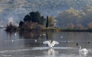 Φυσική Αποκατάσταση Υδρότοπου Κουτάβου και του Αλσυλλίου του γύρου της Λάσσης