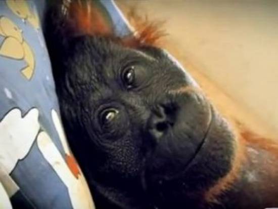 Σοκ και συγκίνηση από ΒΙΝΤΕΟ με τις τελευταίες στιγμές ενός ουρακοτάγκου