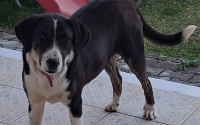 Χάθηκε η Bella από την Πεσσάδα