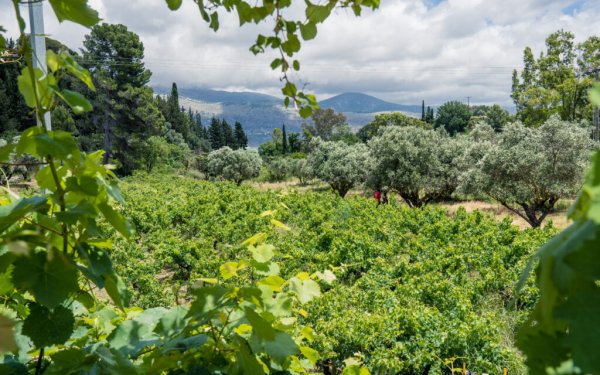 5 μοναδικές εμπειρίες που μπορείτε να έχετε  την άνοιξη στην Κεφαλονιά