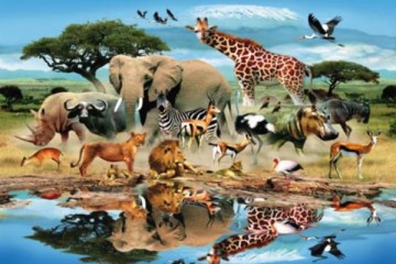 Ποιά είναι τα εξυπνότερα ζώα του πλανήτη;