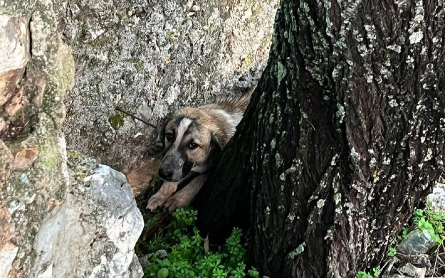 Βρέθηκε να τριγυρνάει στα Δαυγάτα - Τον ψάχνει κανείς;