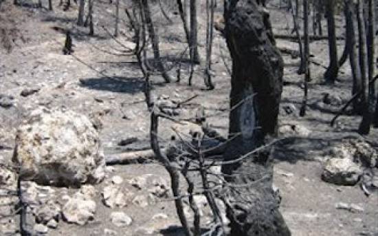 Χίος: Υποχωρεί η φυσική βλάστηση, επεκτείνεται η άγονη γη