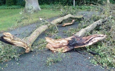 Πτώση δέντρου έξω από το κλειστό Ληξουρίου