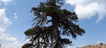 Το αρχαιότερο δέντρο της Ευρώπης βρίσκεται στην Ελλάδα - Φύτρωσε το 940 μ.Χ [εικόνα]