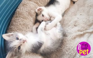 myPET: Προς υιοθεσία δύο όμορφα γατάκια (028)