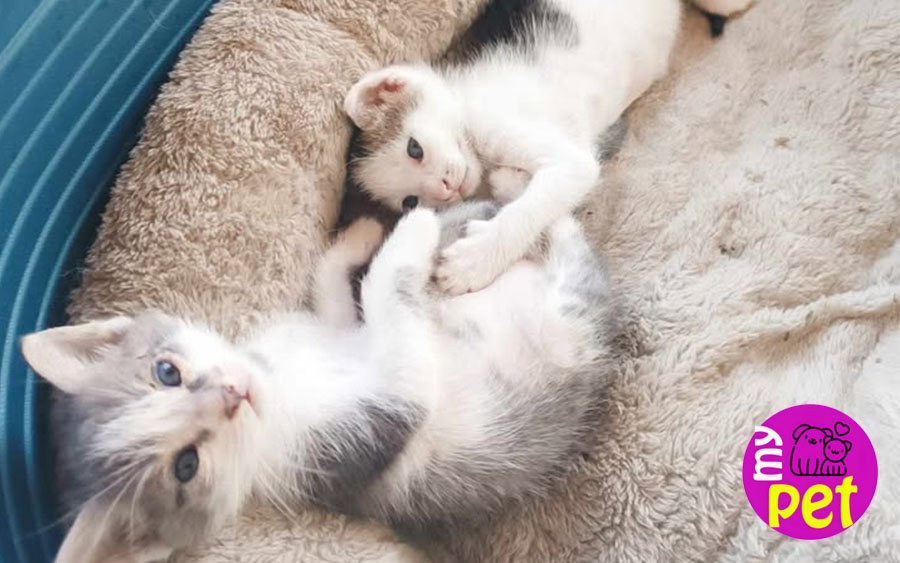 myPET: Προς υιοθεσία δύο όμορφα γατάκια (028)