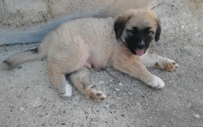 Βρέθηκε ο Ιβάν!