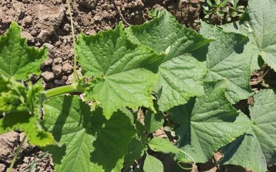 Διονυσία Μενεγάτου: Αγγούρια Καλαβρέζικα