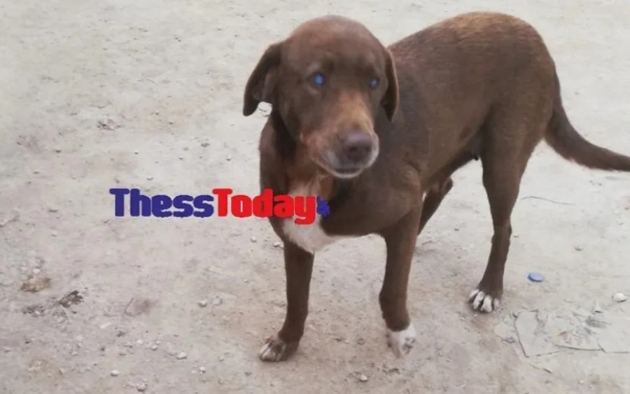 Τυφλή σκυλίτσα στη Νάουσα, έφυγε από το καταφύγιο και επέστρεψε στον άνθρωπο που την βρήκε και την περιέθαλψε
