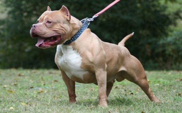 Pitbull: Μύθοι και αλήθειες