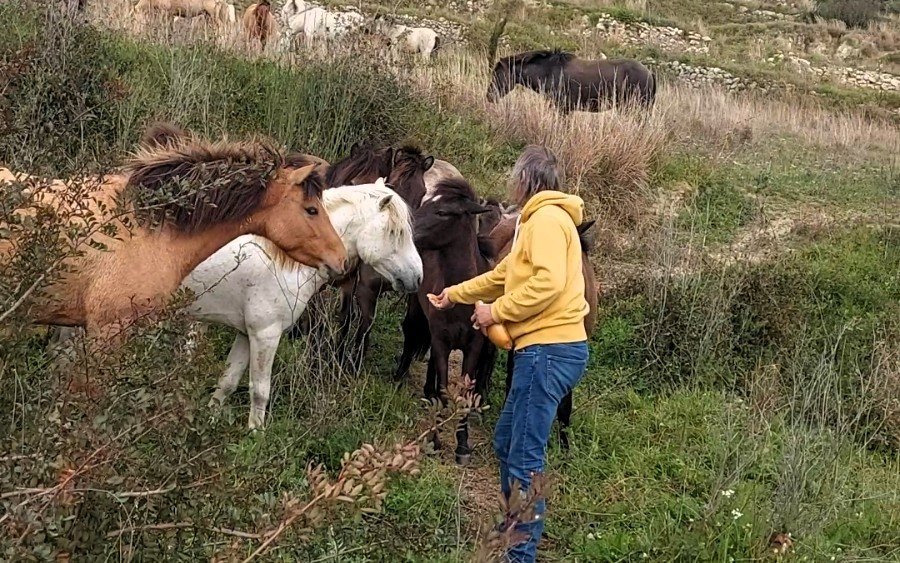 «Αδέσποτα Εν Δράσει Ελλάδος» - Σχέδιο δράσης για τα άλογα του Αίνου με τη συμβολή ειδικών στην Κεφαλονιά