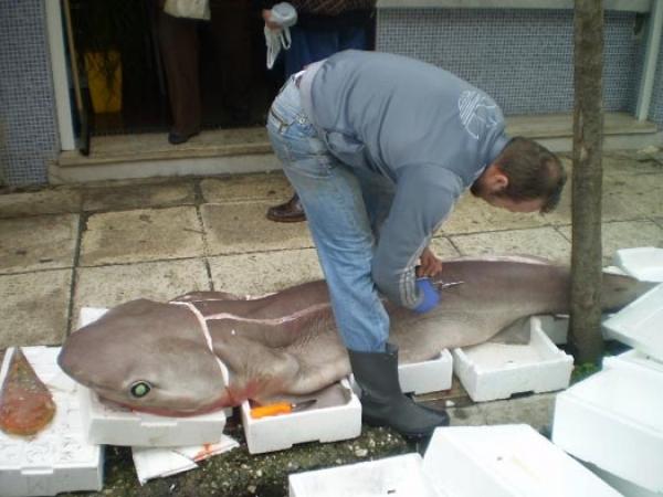 Τεράστιος γαλέος 90 κιλών ψαρέυτηκε στην Κεφαλονιά!