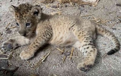 Λιοντάρι γεννήθηκε με τεχνητή γονιμοποίηση σε ζωολογικό κήπο - Η σπάνια περίπτωση του Σίμπα