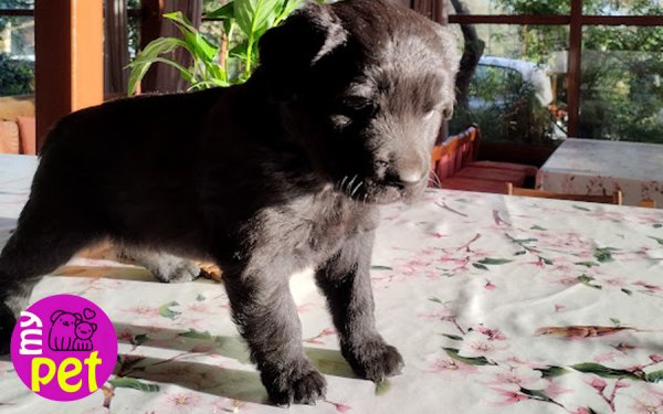 myPET: Χαρίζεται ο Φλοκ (009)