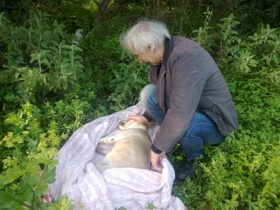 Ασυνείδητος δηλητηρίασε σκύλο στο Αργοστόλι - Το συγκινητικό μήνυμα του ιδιοκτήτη