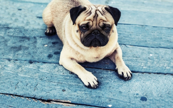 Κτηνιατρικό Φαρμακείο Νatura & Pet: "Naturea: Ενδιαφερόμαστε για τα κατοικίδια σας σαν να ήταν οικογένεια μας"