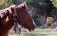 Κτηνωδία στο Ρέθυμνο: Χτυπούσε άλογο με λάστιχο ποτίσματος