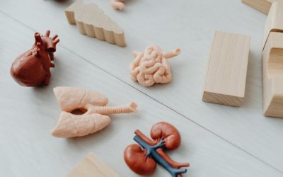 Μικροπλαστικά: Πώς επηρεάζουν το έντερο
