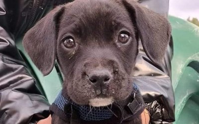 Αυτός ο κούκλος βρέθηκε στα σκουπίδια και ψάχνει το παντοτινό του σπίτι