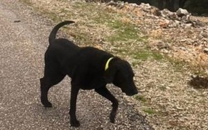 Βρέθηκε σκυλί στα Ταρκασάτα Πυλάρου