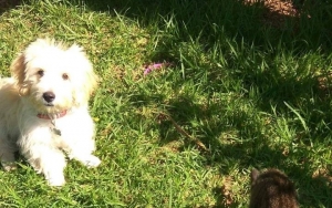 Χαθηκε λευκό ημίαιμο σκυλάκι Γκριφόν στα Βλαχάτα