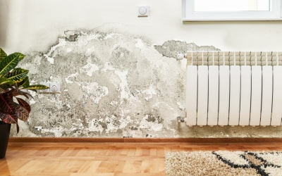 Μούχλα στους τοίχους - Να πώς θα απαλλαγείτε