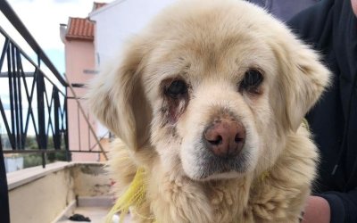 Βρέθηκε o ιδιοκτήτης του όμορφου σκυλάκου που είχε χαθεί στο Αργοστόλι