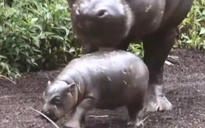 Σπάνιος πυγμαίος ιπποπόταμος γεννήθηκε σε ζωολογικό κήπο της Βιρτζίνια -Πρόκειται για είδος υπό εξαφάνιση (βίντεο)